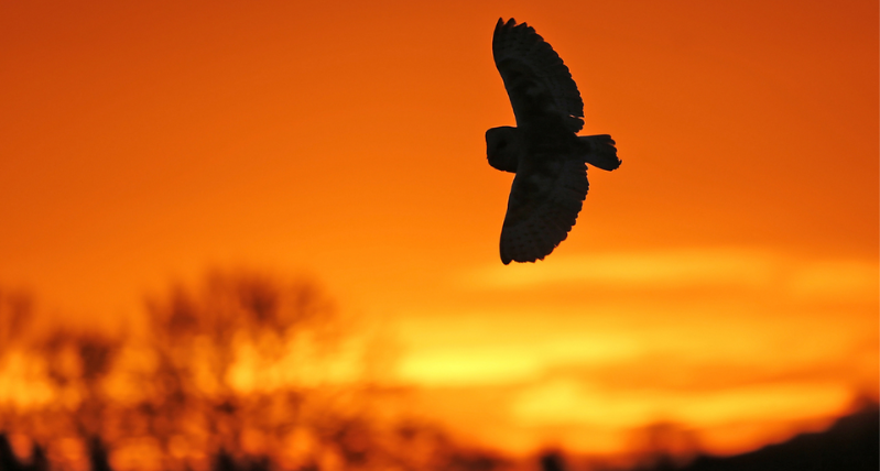 Sunset at the Trust Paul Tiller